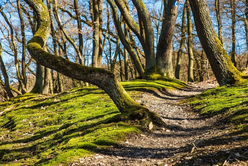 Nature Trail Meditation